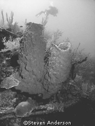 This photo was taken while diving in Roatan. Here is an e... by Steven Anderson 
